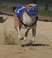 Golden Rabbit European Sandtrack-Derby Th. Ernst (100)